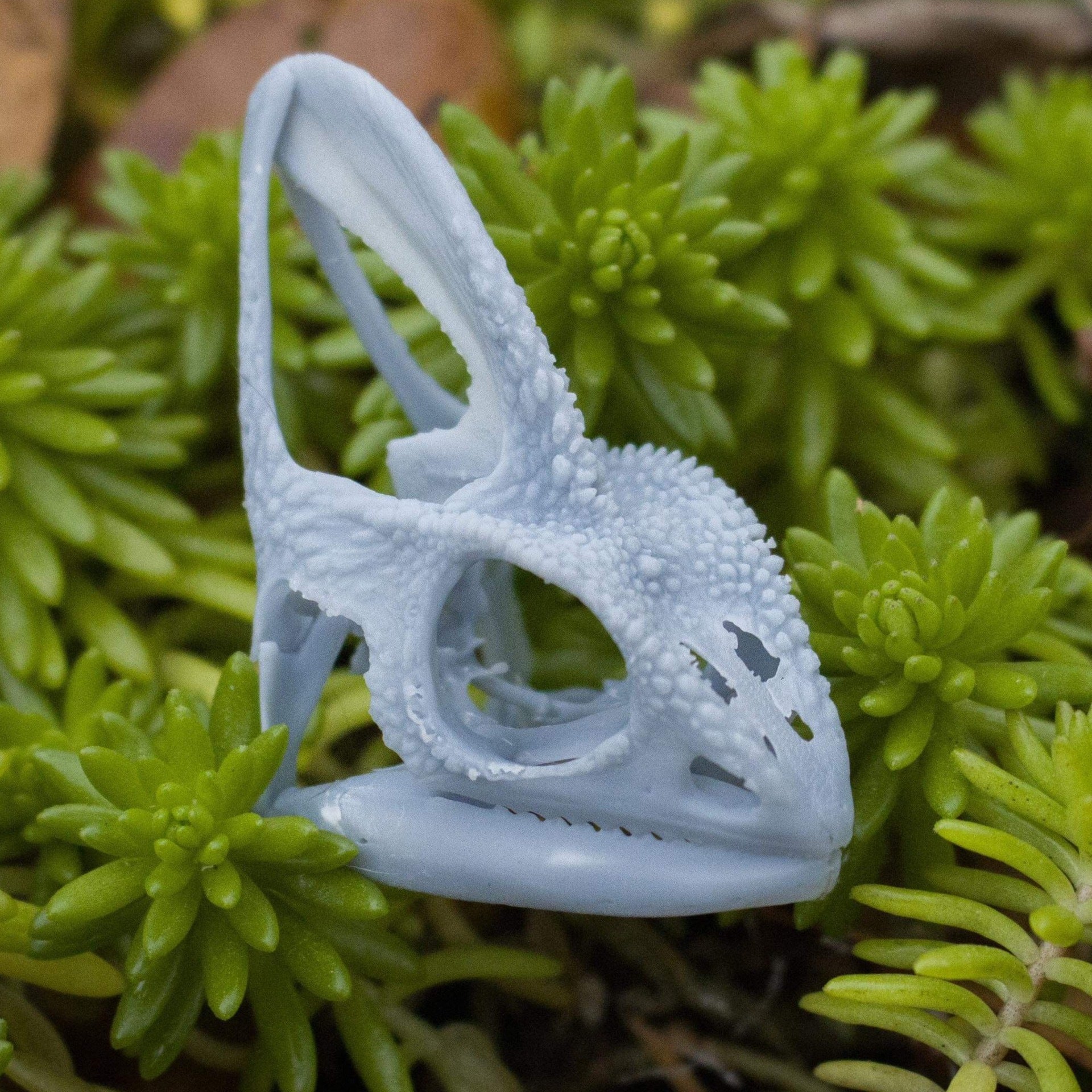 Life sized 3d printed veiled chameleon skull Black Creek Wildlife Center